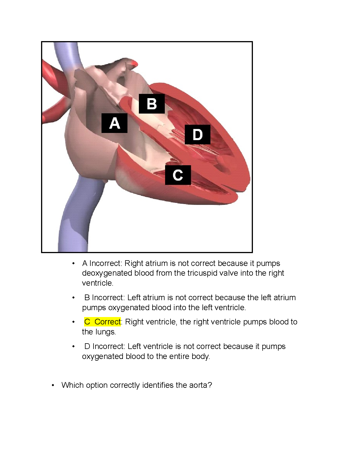 WGU D313 Heart Cardiovascular Lab Questions Explained