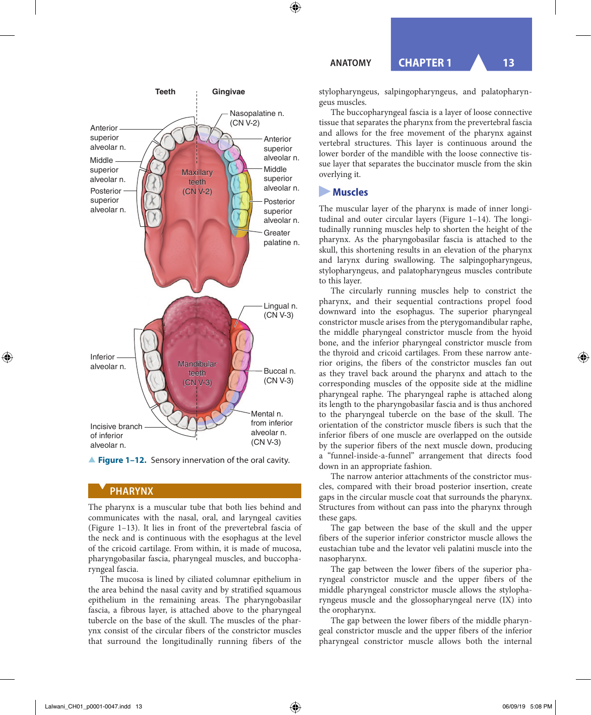Otolaryngology Study Guide 2026/27 Exam Prep