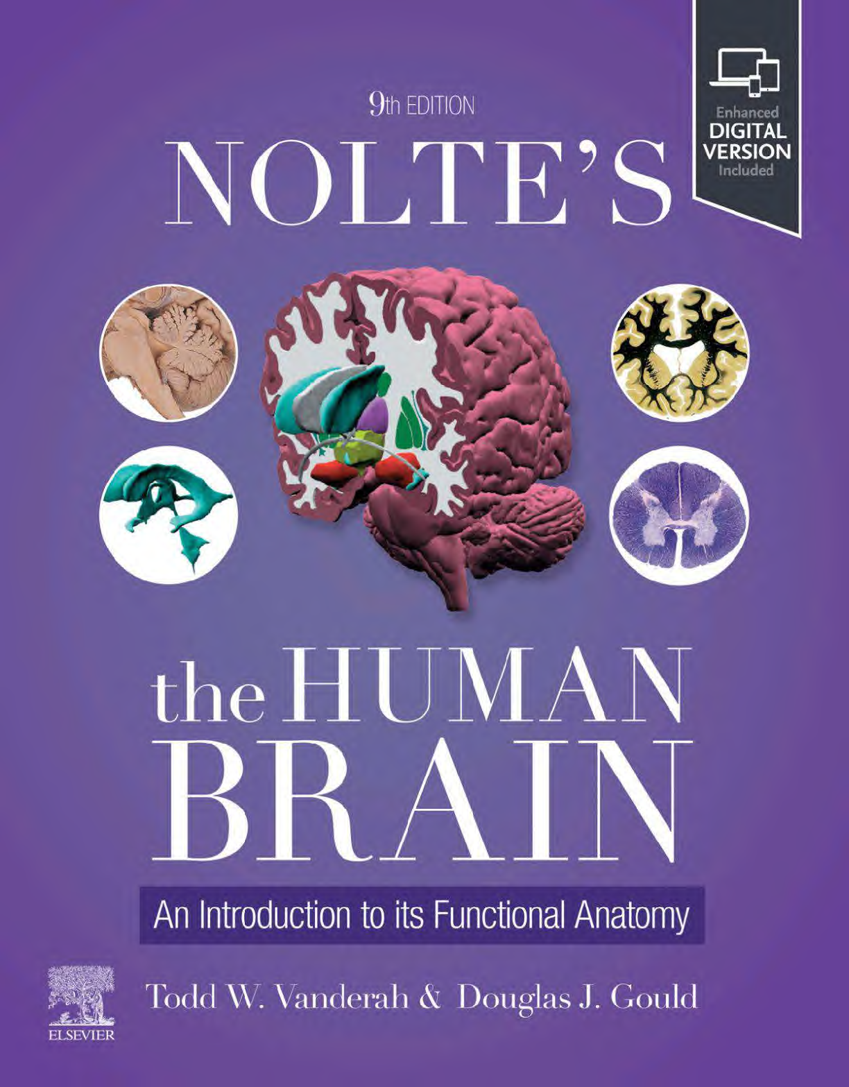 Nolte's Human Brain Test Bank Functional Anatomy Practice IMG-1